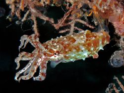 Baby Squid taken in Mabul, Borneo Nikon D70 by Jeannette Howard 